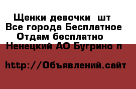 Щенки девочки 4шт - Все города Бесплатное » Отдам бесплатно   . Ненецкий АО,Бугрино п.